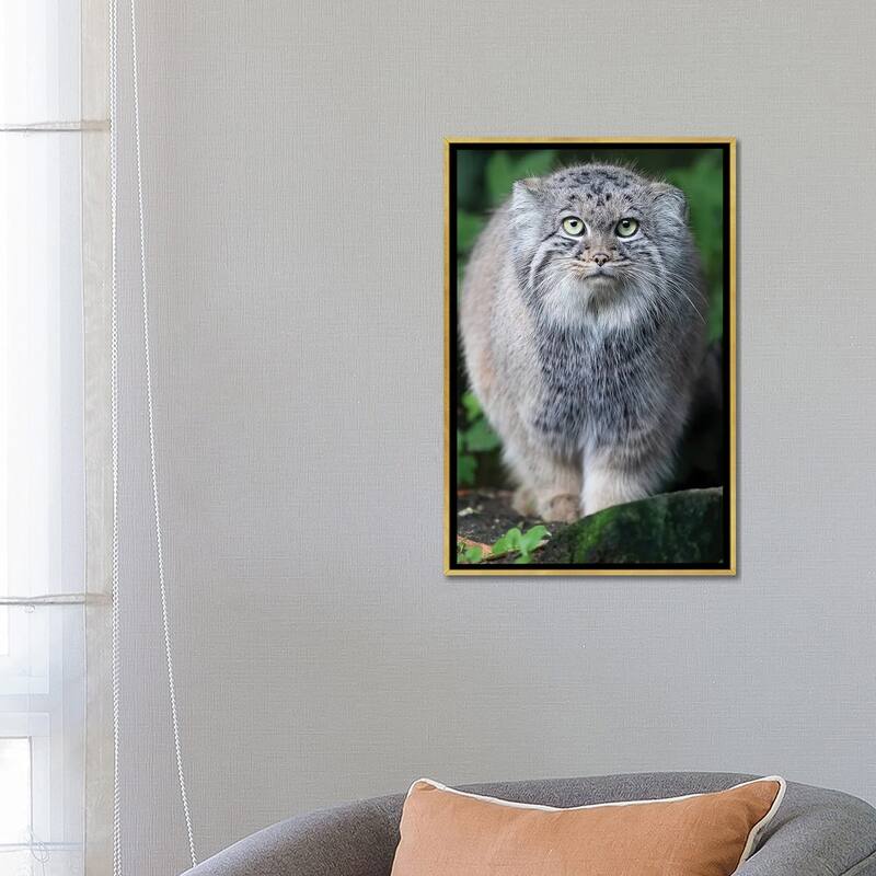 iCanvas "Pallas Cat Staring Contest" by Patrick van Bakkum Framed